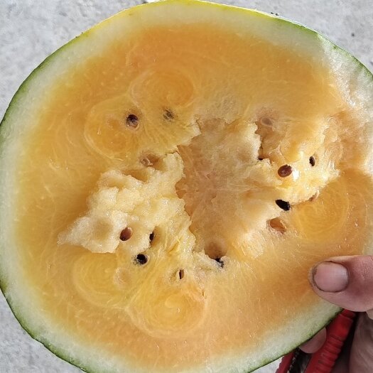 农富麒麟王黄瓤西瓜