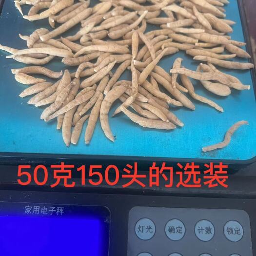 精选太子参