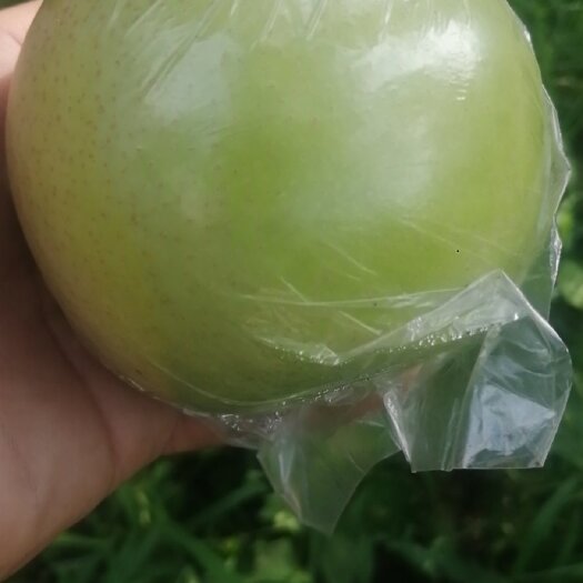 泊头市泊头皇冠梨现已成熟上市
