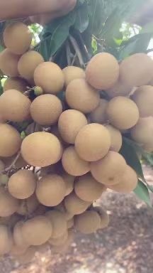 平南县广东茂名石硖龙眼上市了，肉厚核小甜，产地直销