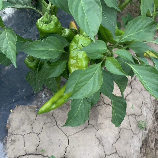 赤峰牛角椒出售50亩地
