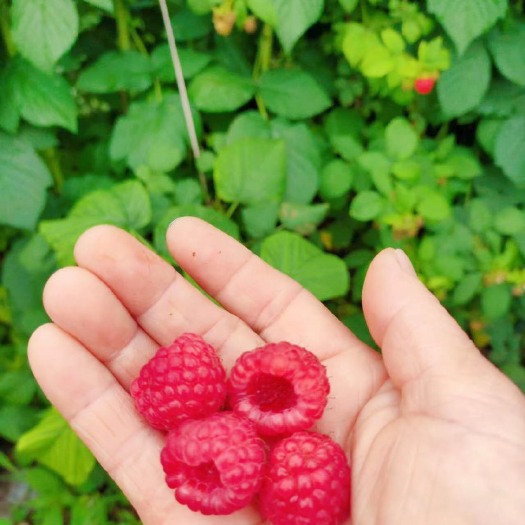 林口县树莓鲜果