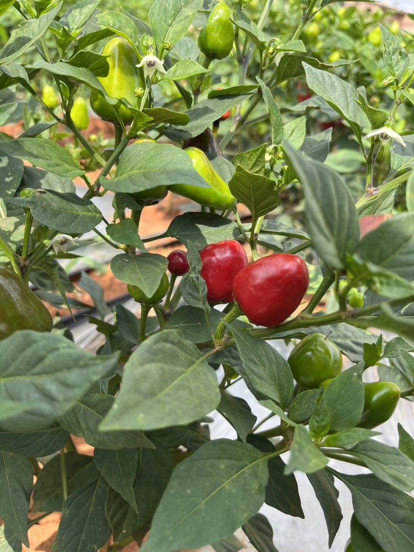 自家種植草莓椒