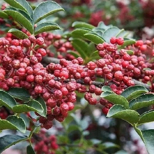 长沙汉源花椒