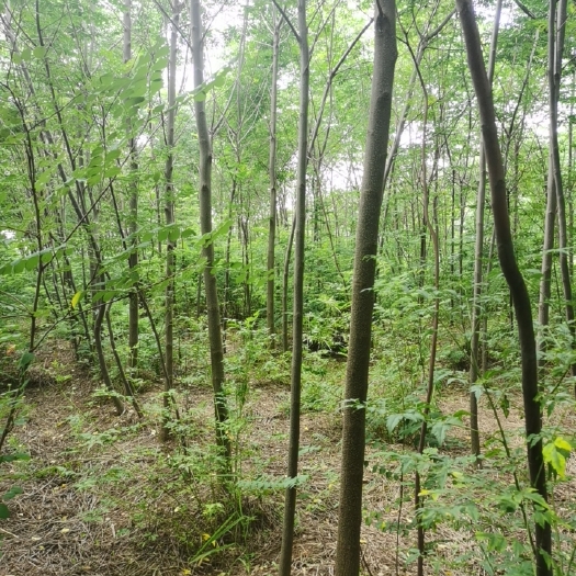 东海县苦楝