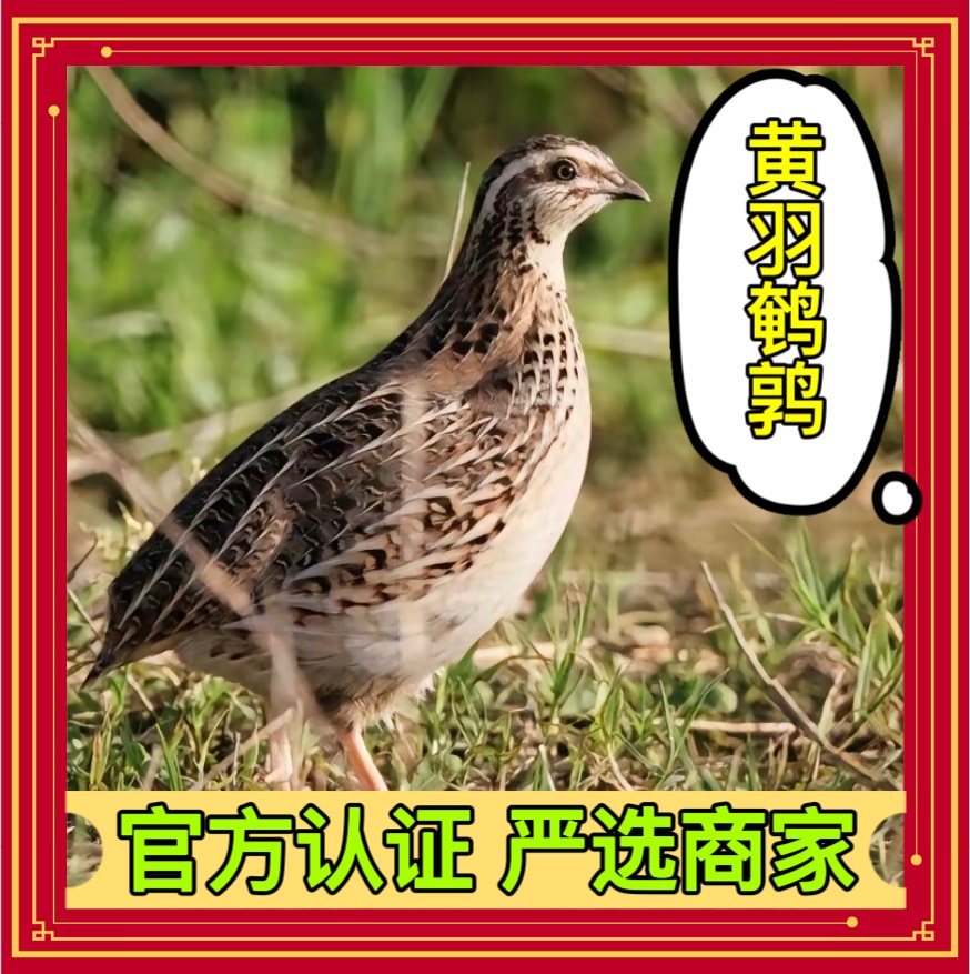 衡阳鹌鹑苗 蛋鹌鹑苗 45天出栏 易饲养 成活率高