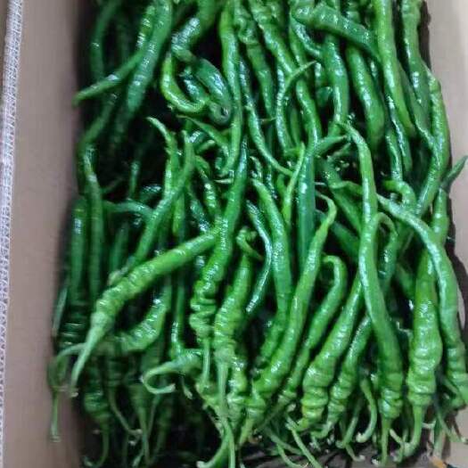 花垣县螺丝椒，小米椒，线椒，大批量，一天至少都有2万斤具体价格商议