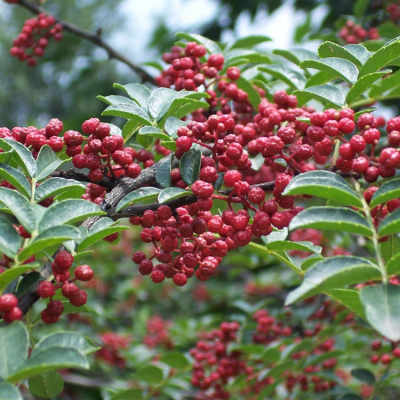 2023年大红袍花椒 花椒 红花椒 量大货优 质量有保证