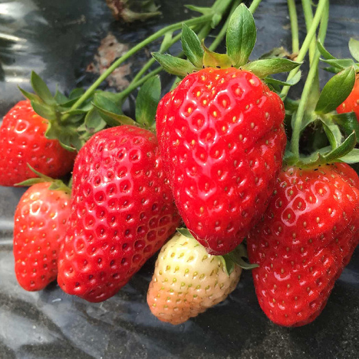 新泰市大叶宁玉草莓苗 早熟品种 产量爆棚，高架草莓鲜选品种