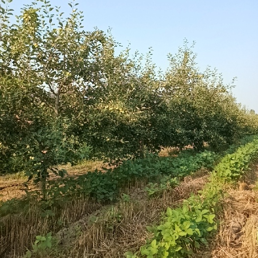 开鲁县沙果