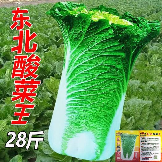 邵东市冬储大白菜种子东北酸菜王种子白菜种子四季蔬菜种