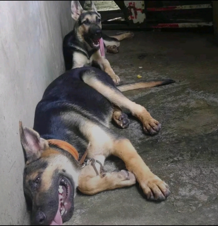 狼狗 黑背昆明犬，聪明忠诚听话常用看家狩猎搜救特别护卫与警犬