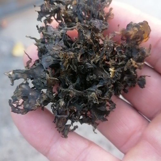 临沂地皮菜，地软，地木耳，大量现货，干净，无沙