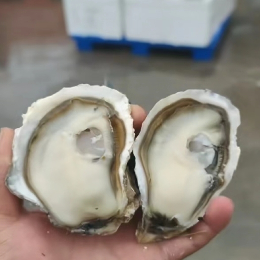 佛山精品乳山生蚝  三倍体3+，实肉肥，薄壳显个，源头好货