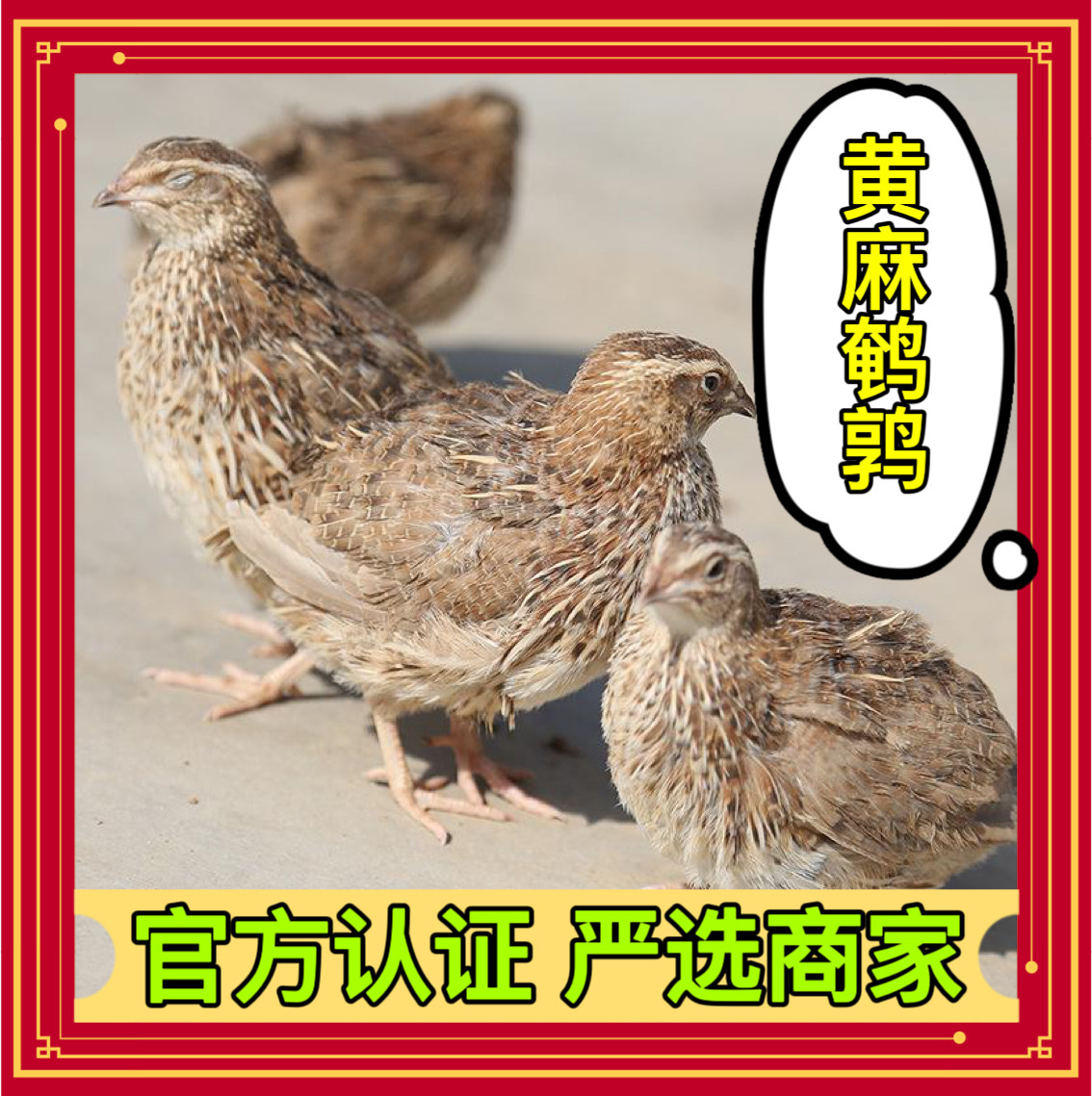 衡阳鹌鹑苗 黄羽鹌鹑 肉鹌鹑 出栏快 长速快