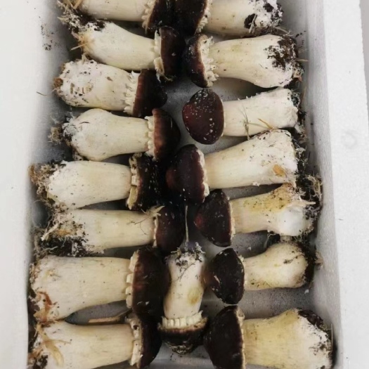 昆明赤松茸，大球盖菇，人工种植
