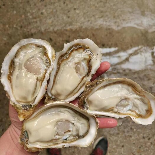 佛山三倍体生蚝  精品乳山2.5+，肉体肥满，专人场地拿货 批发