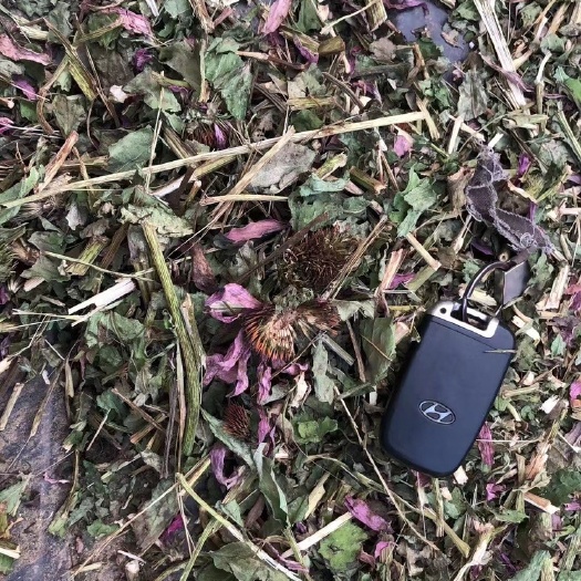 紫锥菊