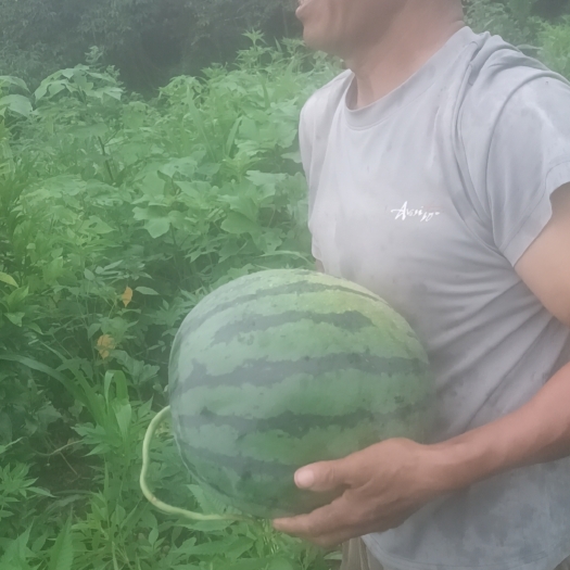 丰都西瓜
