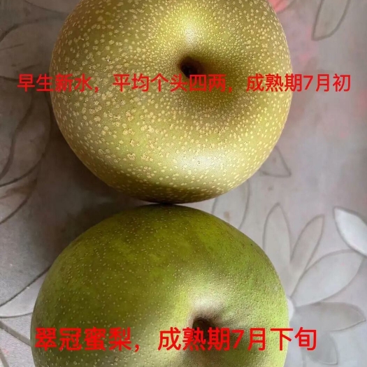 上海上海市奉贤庄行翠蜜梨