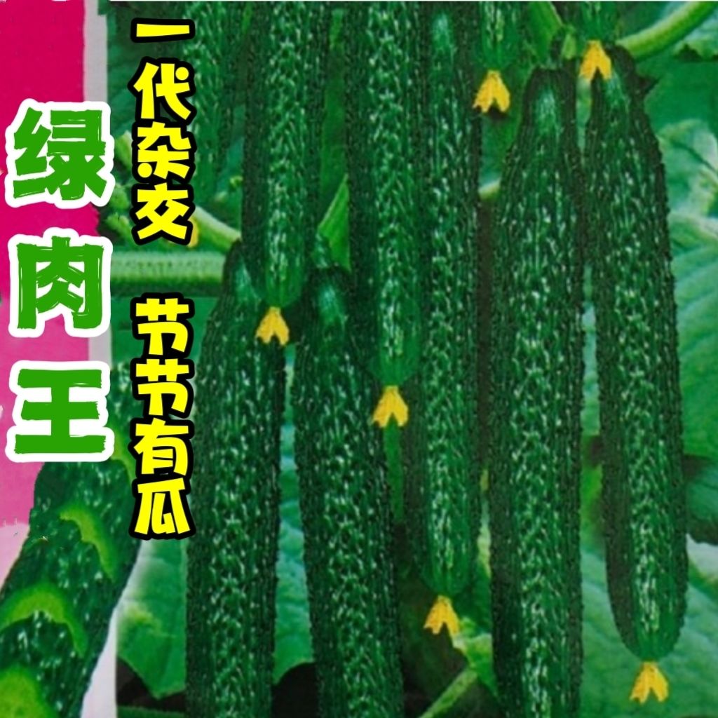 强雌青皮绿肉黄瓜种子油亮型节节瓜绿瓤长黄瓜种子大田蔬菜籽