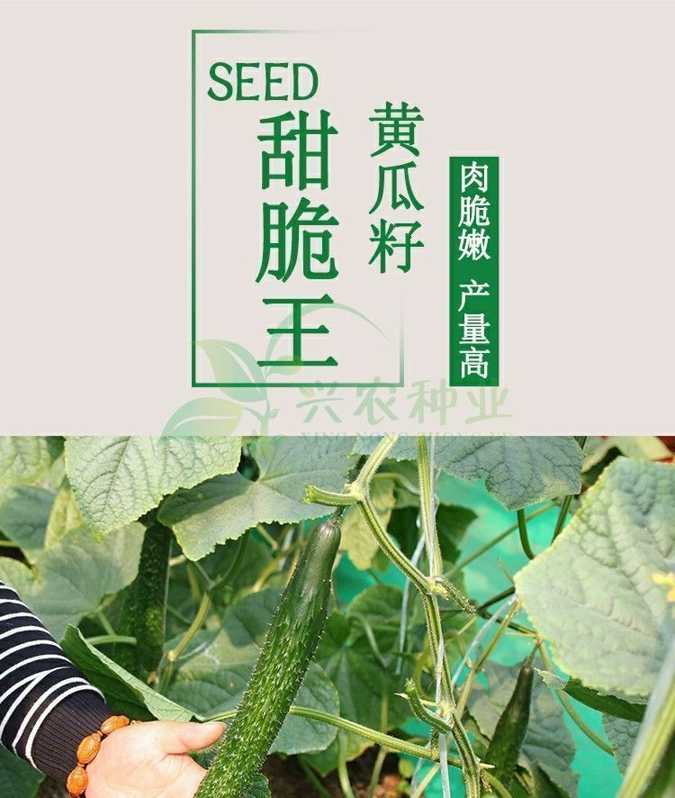 强雌青皮绿肉黄瓜种子油亮型节节瓜绿瓤长黄瓜种子大田蔬菜籽