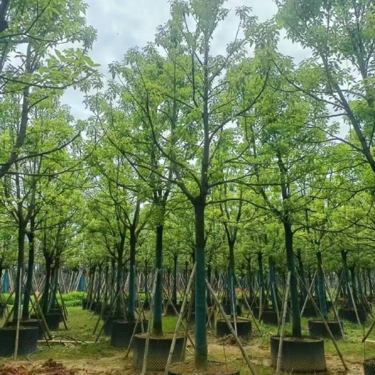 揭阳10分-12分-15分-18分-20分全冠香樟