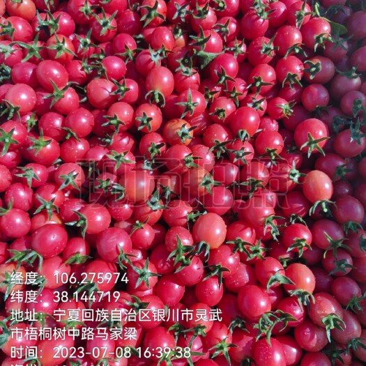 灵武市千禧小番茄