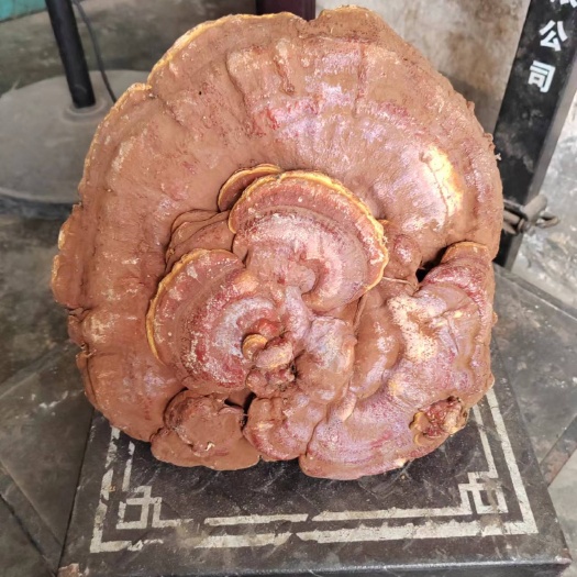 西林县赤灵芝