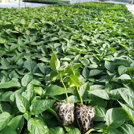 丰顺县辣椒苗朝天椒牛角椒线椒螺丝椒甜椒小米椒菜椒