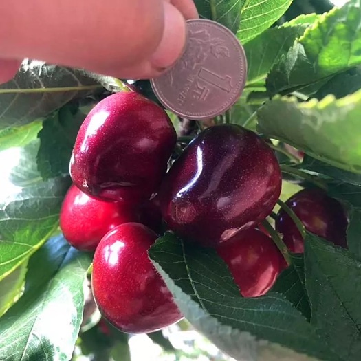 泰安布鲁克斯矮化樱桃苗，火箭，弗里斯科，科迪亚，雷杰娜，品种纯正