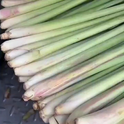 博罗县香茅草
