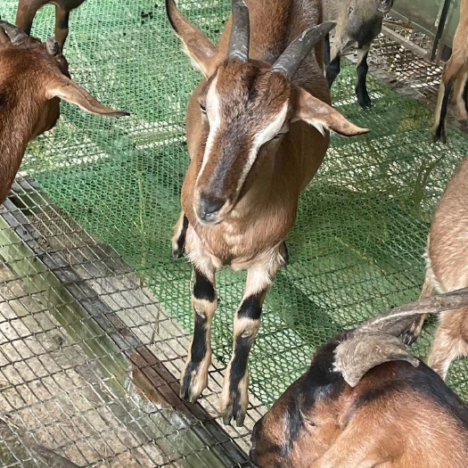 闽侯县福州青皮山羊