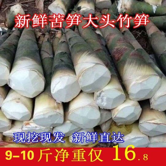 【现挖立发】广西新鲜野生大头竹笋麻竹笋蔬菜甜笋春苦笋可做酸笋