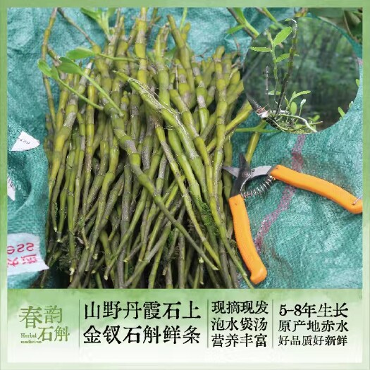 赤水市金钗石斛鲜条，八年老条