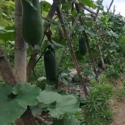 从江县黑皮冬瓜