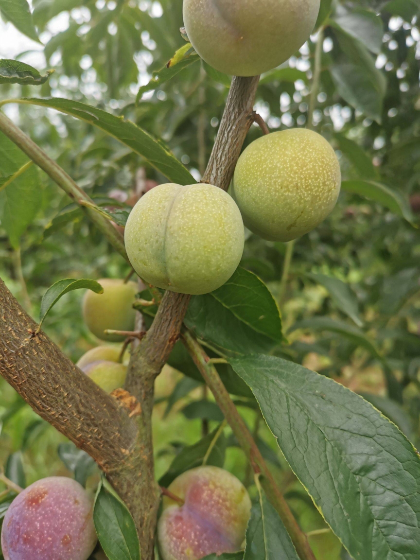 一件代發(fā)批發(fā)，四川半邊紅李子，口感脆甜脫骨，高山晚熟