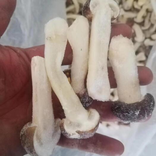 赤松茸冻货