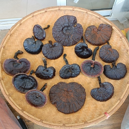 黎平县贵州紫灵芝黑灵芝天然农家自产自销特产统货一斤