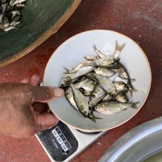 常州白鲢大片1斤200尾 小片 鲢鱼 大头鲢 净化水质 清理藻类