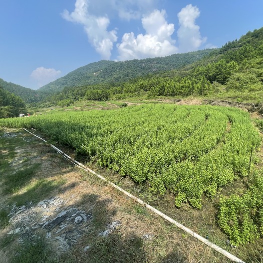 阳山县阳山枸杞叶