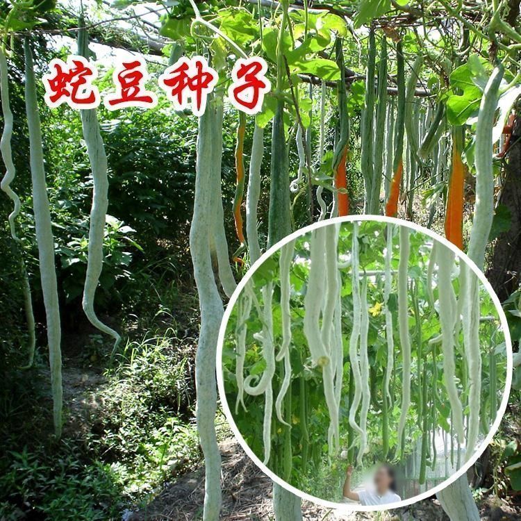 邵东市蛇豆种子蛇瓜 季播蔬菜种子播种豆角口感四季长豆蛇形