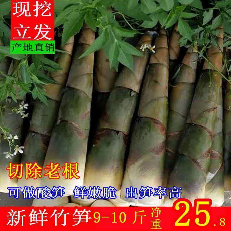 【现挖立发】广西新鲜野生大头竹笋麻竹笋蔬菜甜笋春苦笋可做酸笋