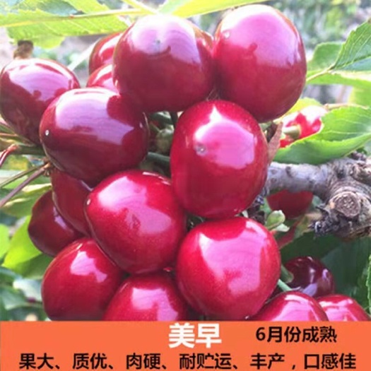 泰安美早樱桃苗，吉塞拉矮化车厘子苗，品种纯，量大优惠，保湿发货