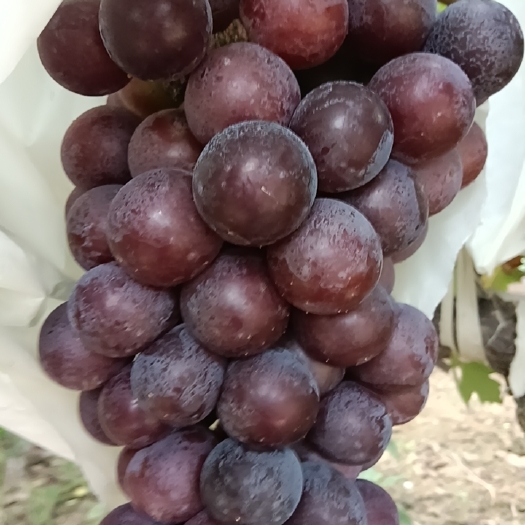 萧县夏黑葡萄甜颗粒大硬度高好运输