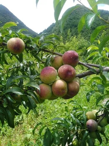 一件代發(fā)批發(fā)，四川半邊紅李子，口感脆甜脫骨，高山晚熟