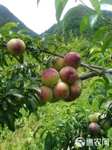 一件代发批发，四川半边红李子，口感脆甜脱骨，高山晚熟