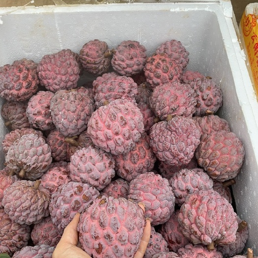 徐闻县玫瑰释迦果