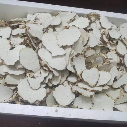 虎奶菇、虎乳菌,虎乳灵芝