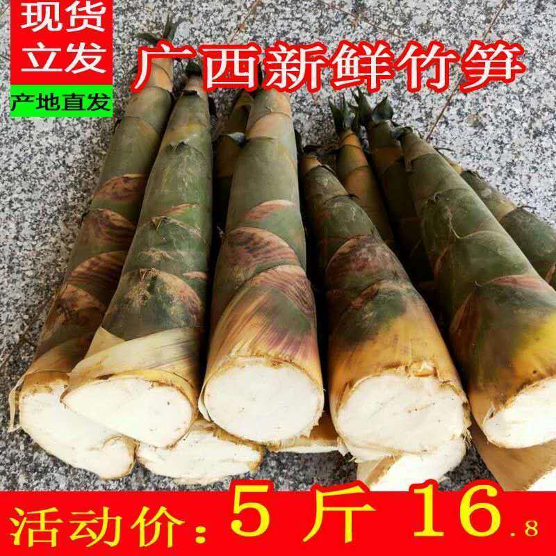【现挖立发】广西新鲜野生大头竹笋麻竹笋蔬菜甜笋春苦笋可做酸笋